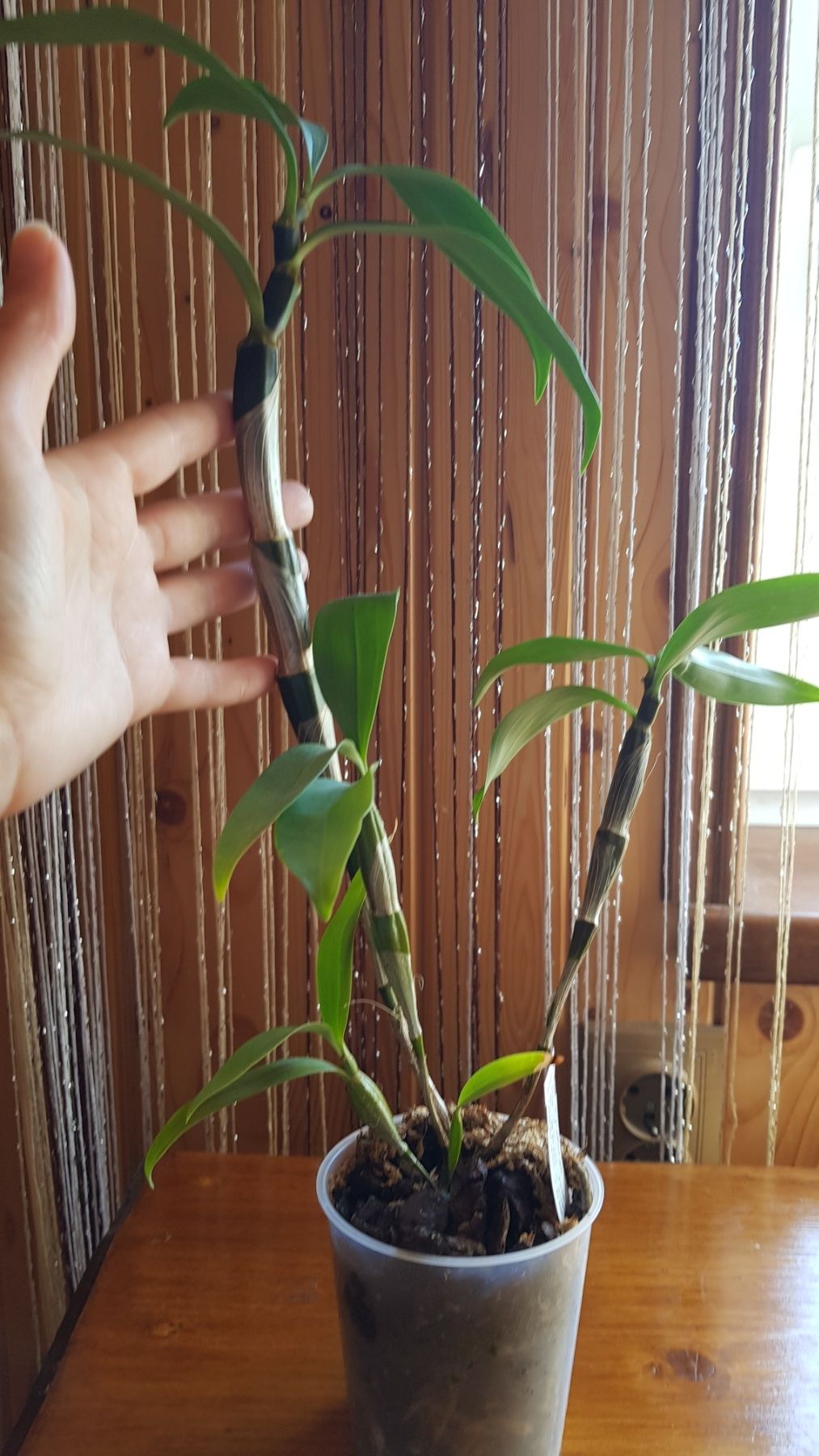 Продам Dendrobium thyrsiflorum . Дорослий, вік цвітіння, багато корені