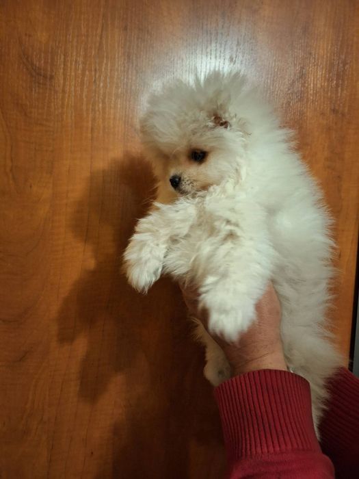 Szpic miniaturowy pomeranian