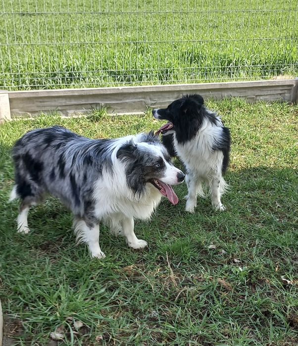 Border Collie blue merle pies