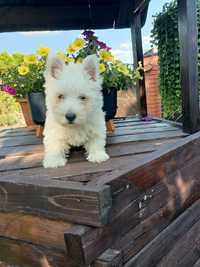 West Highland White Terrier piesek