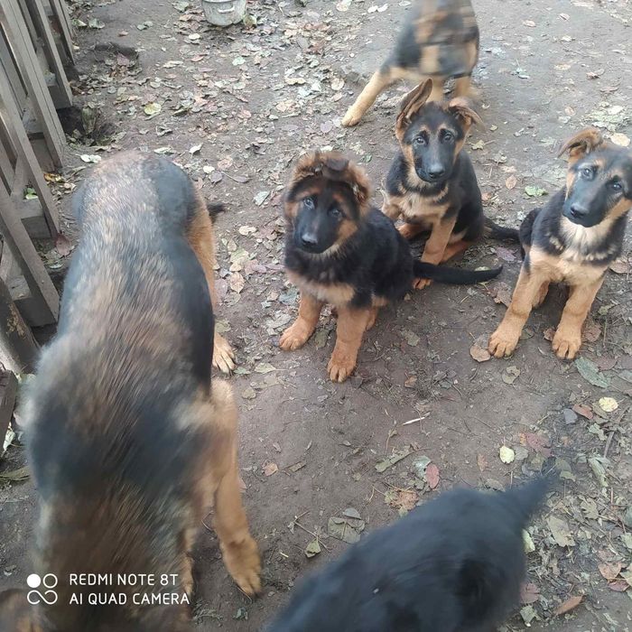 Вівчарки цуценята німецька вівчарка