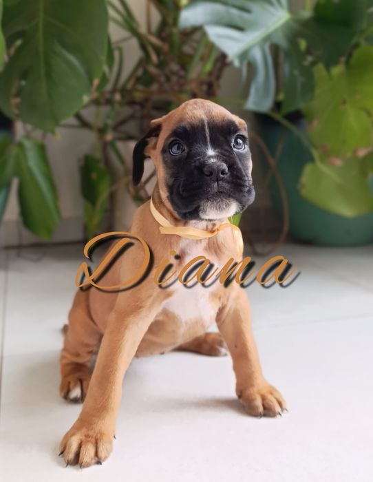 Bokser boksery szczeniak szczeniaki szczenię suczka suka