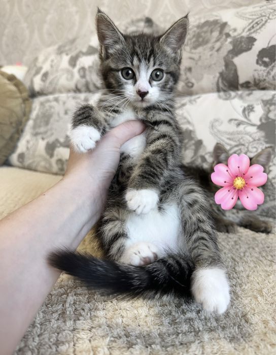 Маленькая Прелесть )