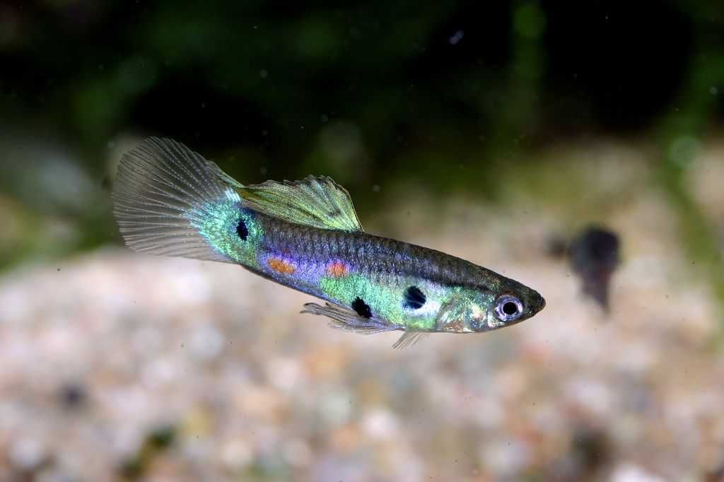 Guppy Femea/Macho