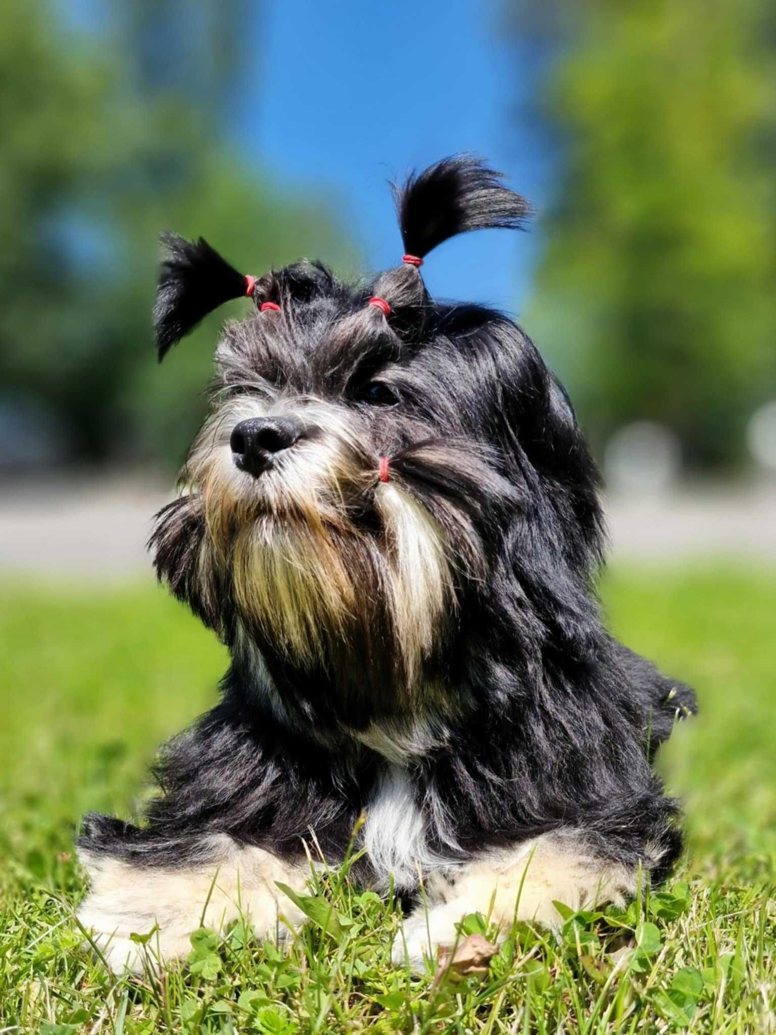Piekne szczenie Lhasa Apso ZKwP/FCI