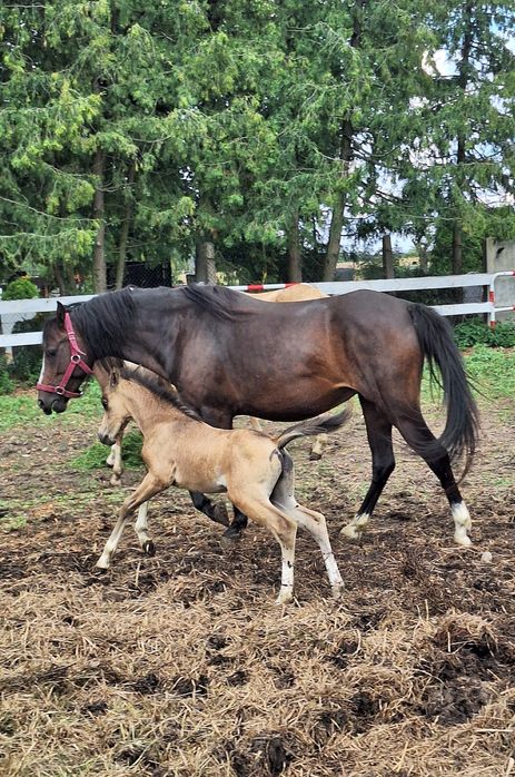 Sprzedam klacz kuc walijski ze źrebakiem