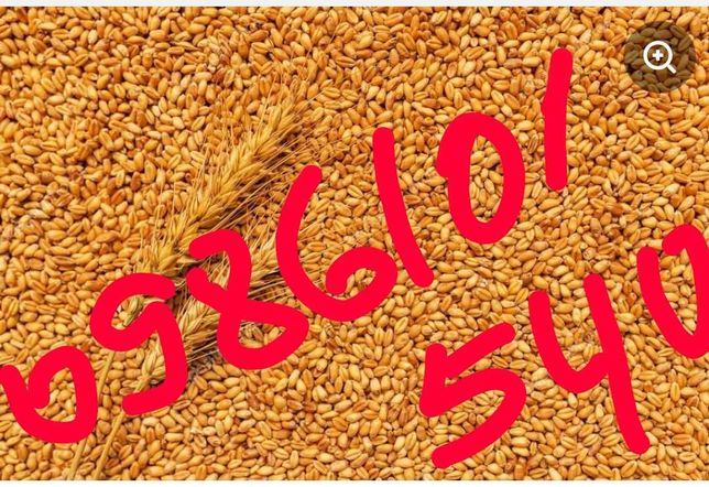 Продам пшеницу . Урожай 2021 года