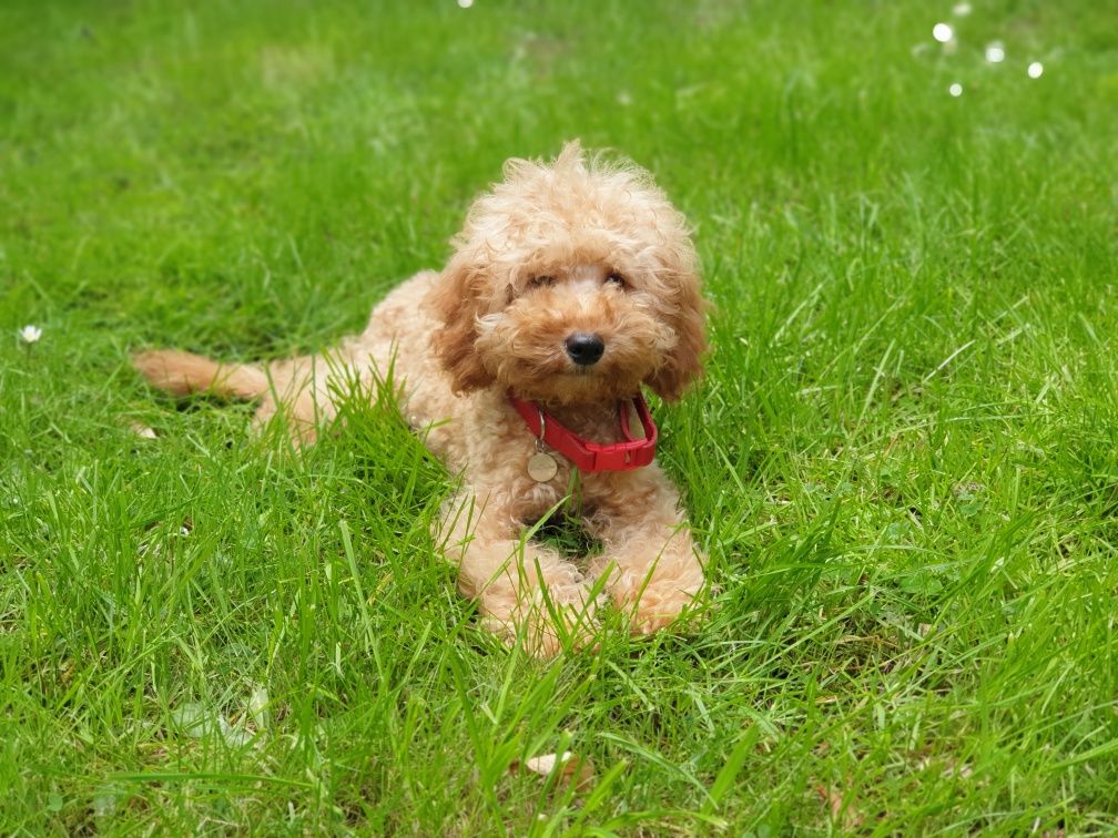 Cavapoo szczeniak! Uroda misia! JEDYNY TAKI !! Przepiekny!!