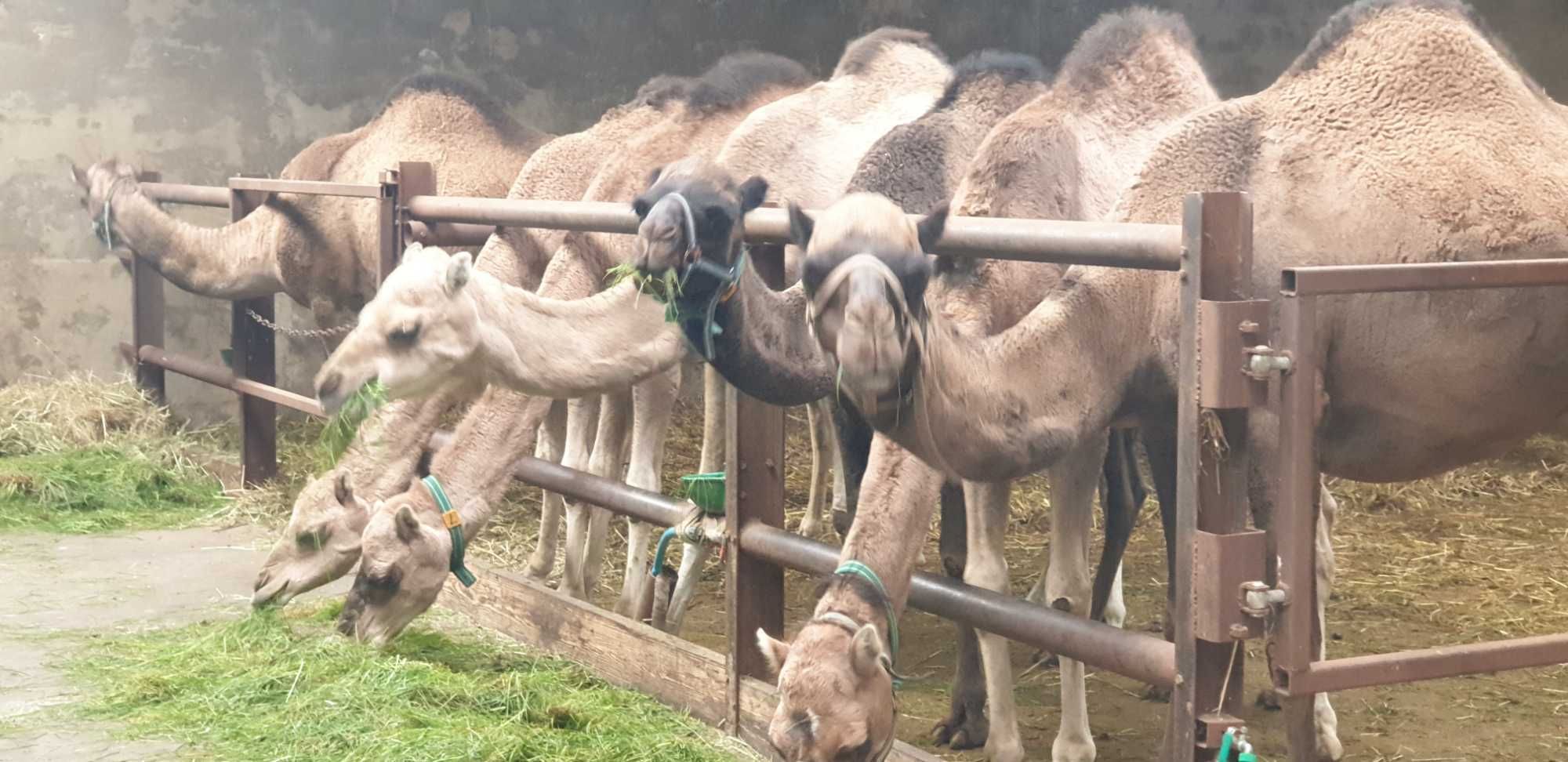 Sprzedam samca wielbłąd jednogarbny dromader samiec camel male