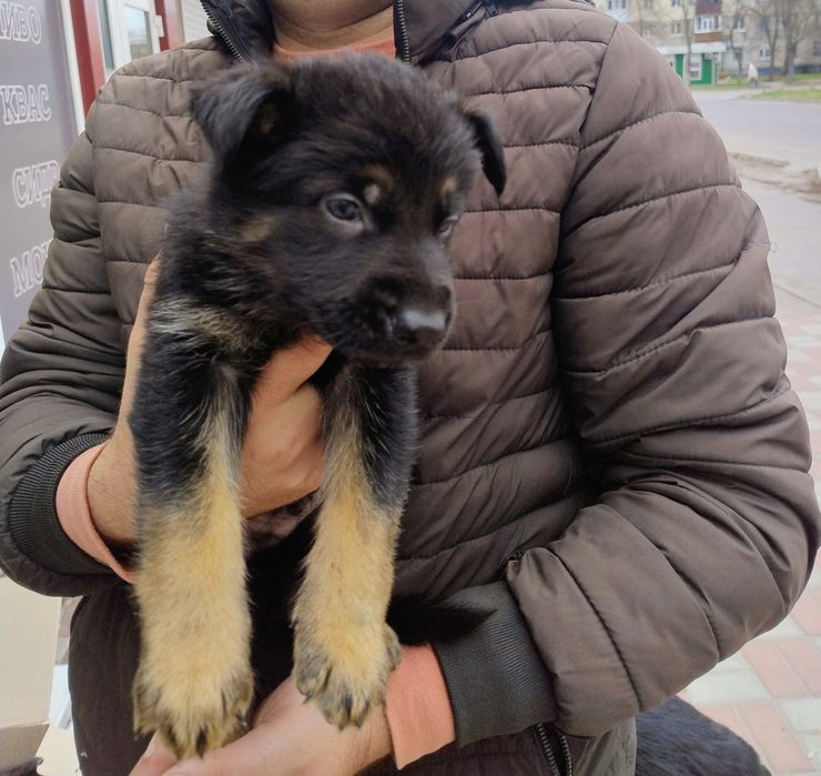 Щенки немецкой овчарки