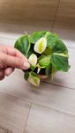 Philodendron Cream Splash i Lemon Lime