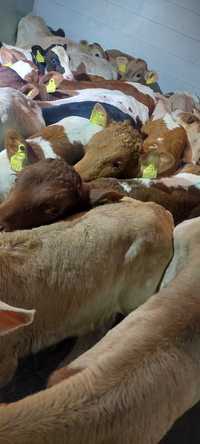 Paryż byczki cielęta mięsne