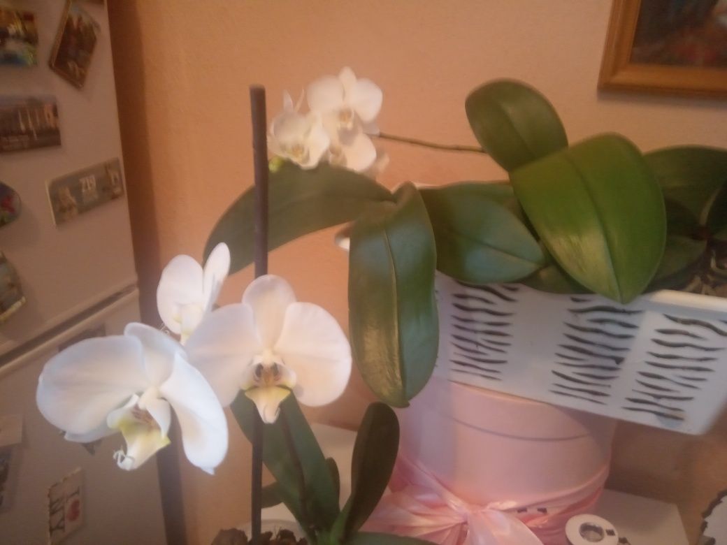 Продам фаленопсис орхидеи одна цветущая