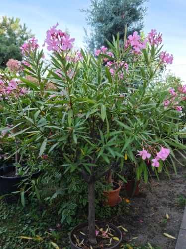 Oleander na pniu duzy