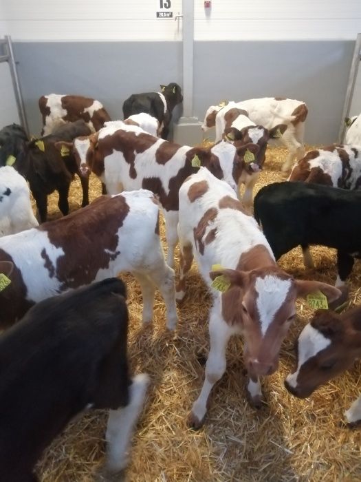 Byczki jałówki polskie Zduny