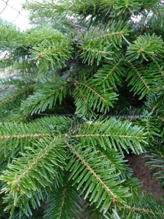 Jodły Kaukaskie PREMIUM z DOSTAWA DO DOMU oraz świerki w donicy