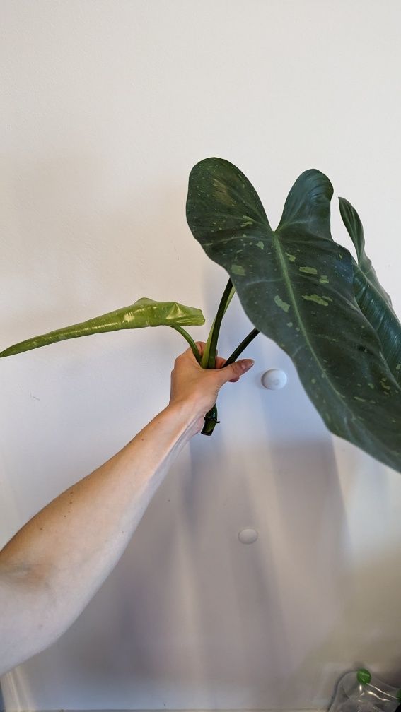 Philodendron Jose buono