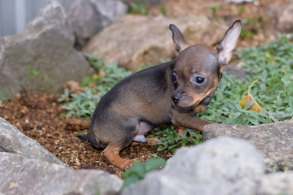 Мальчик той терьер