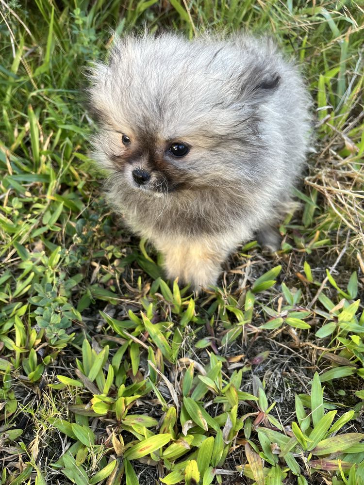 Menina spitz anao pequenina
