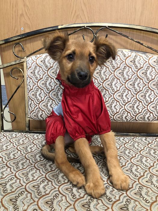 Шукає дім цуценя дівчинка