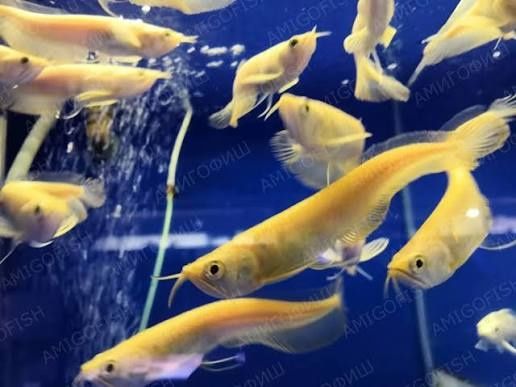 Продаж акваріумної риби