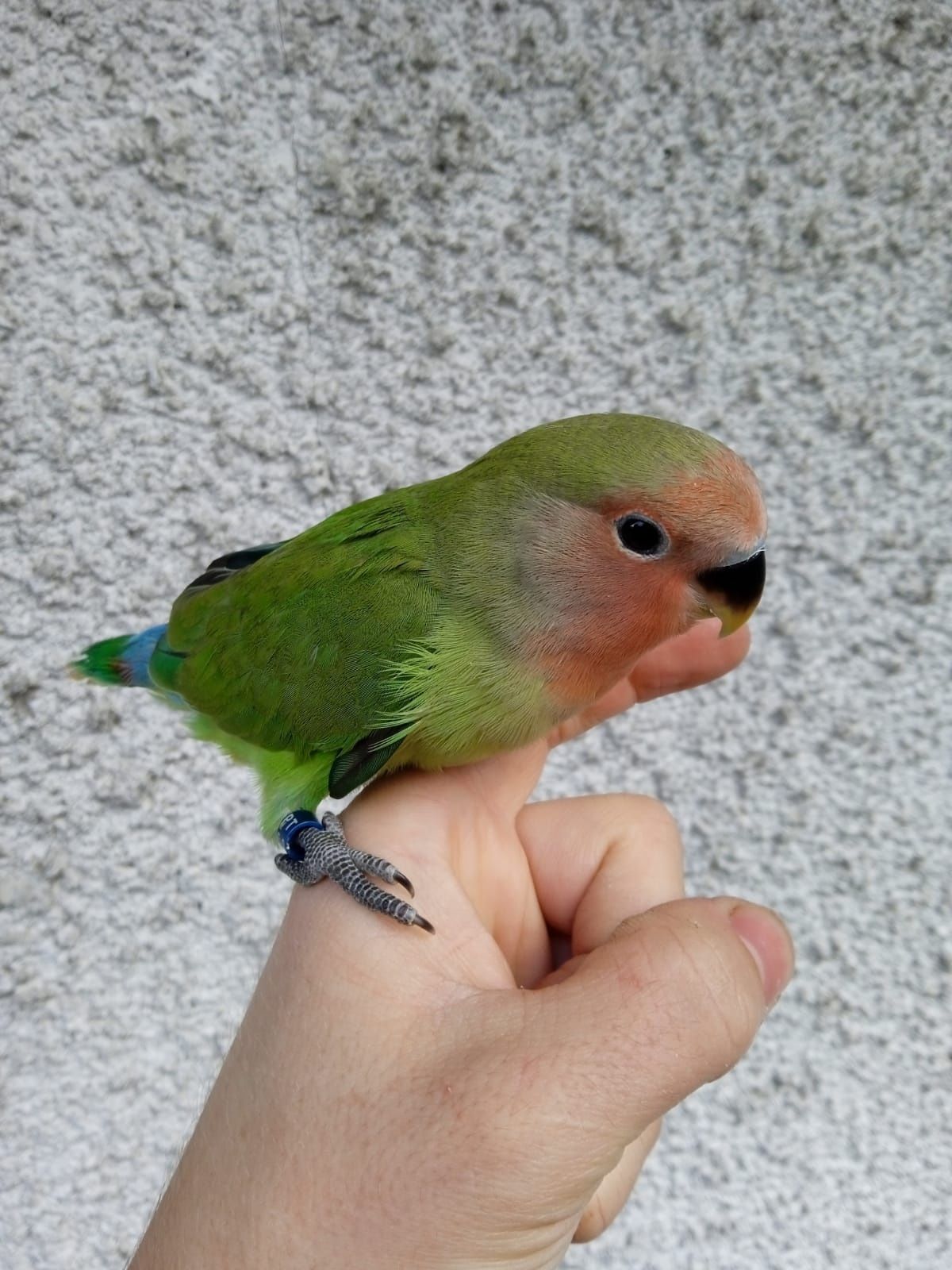 Agapornis Domesticado Verde