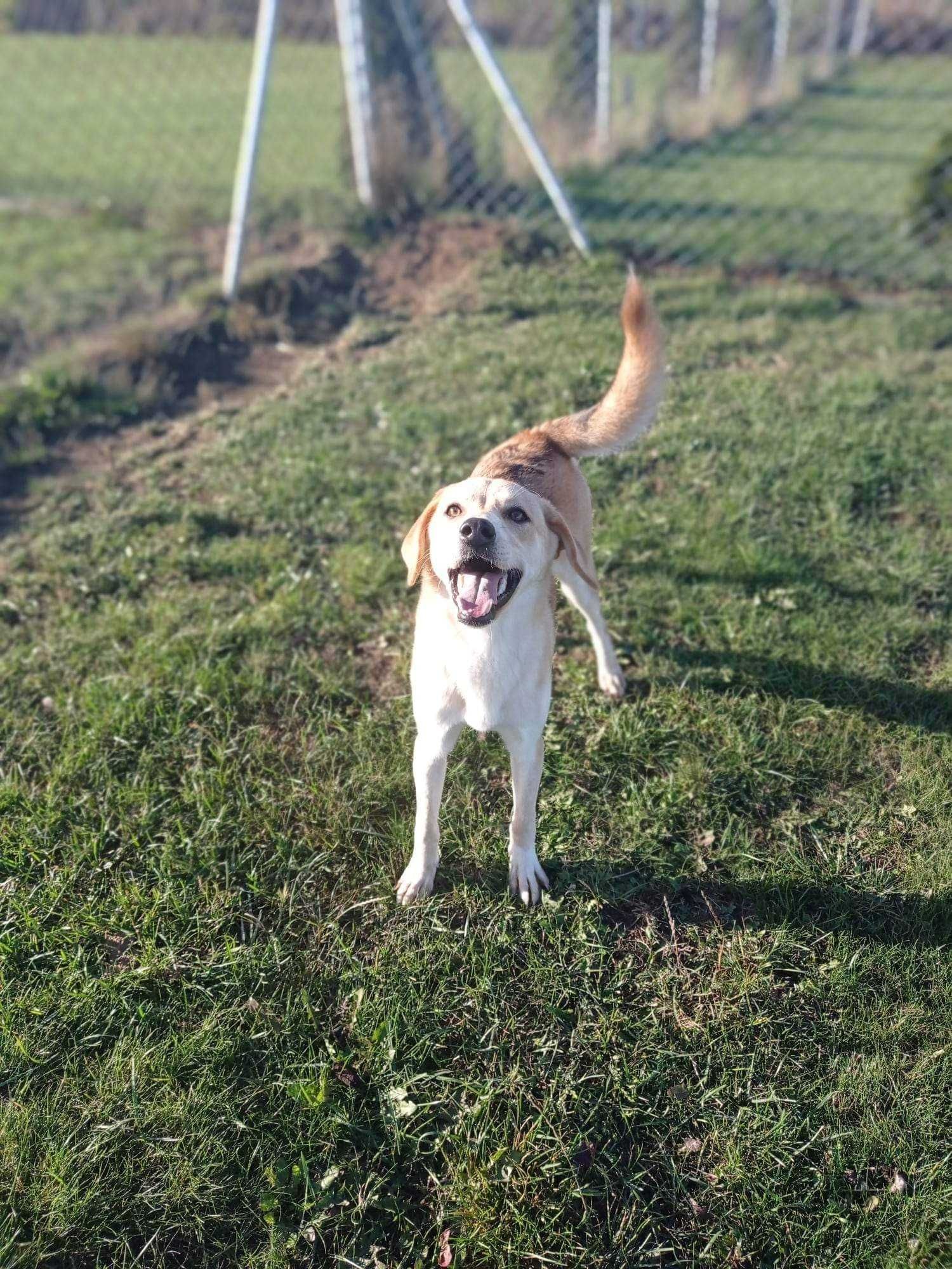 Labradorka Cynia do adopcji