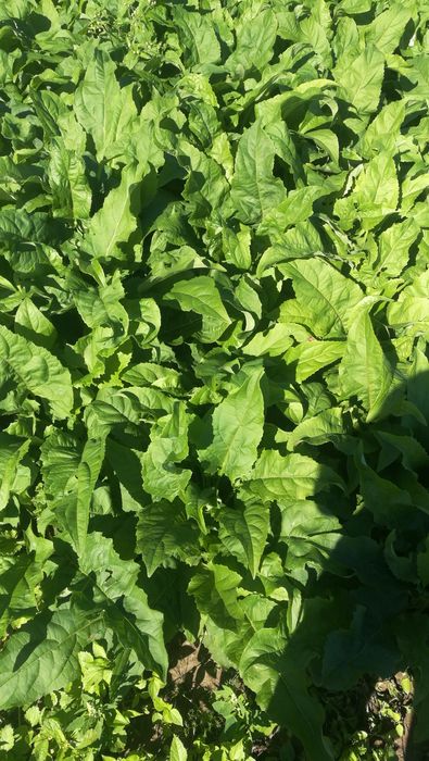 Przegorzan  (kulisty, pospolity, rożnik przerośnięty)