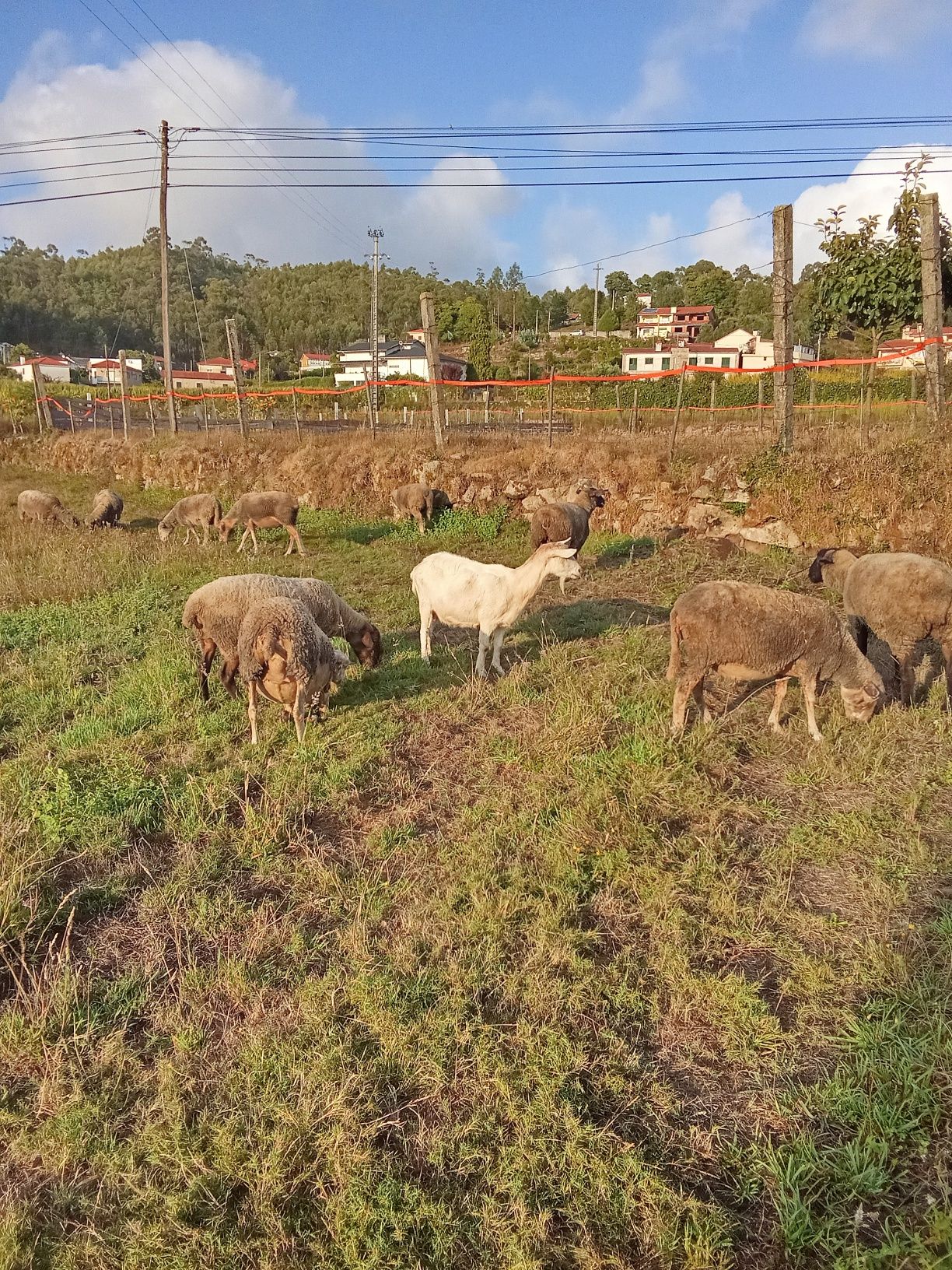 Cabra nova troca