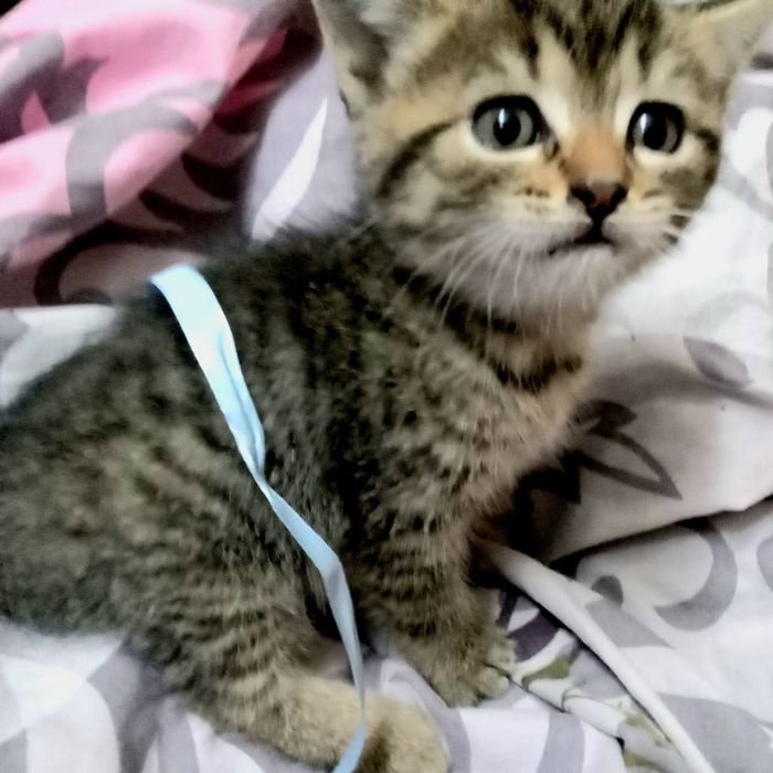 Котики безкоштовно