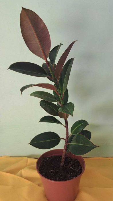 Фікуси Робуста, дорослі рослини