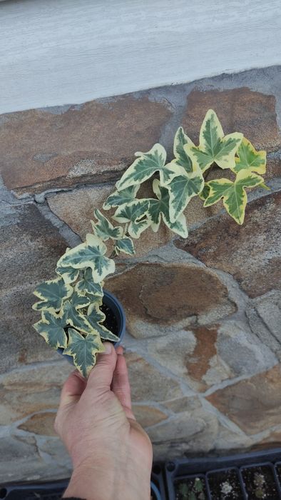 Плющі варієгатні і зелені