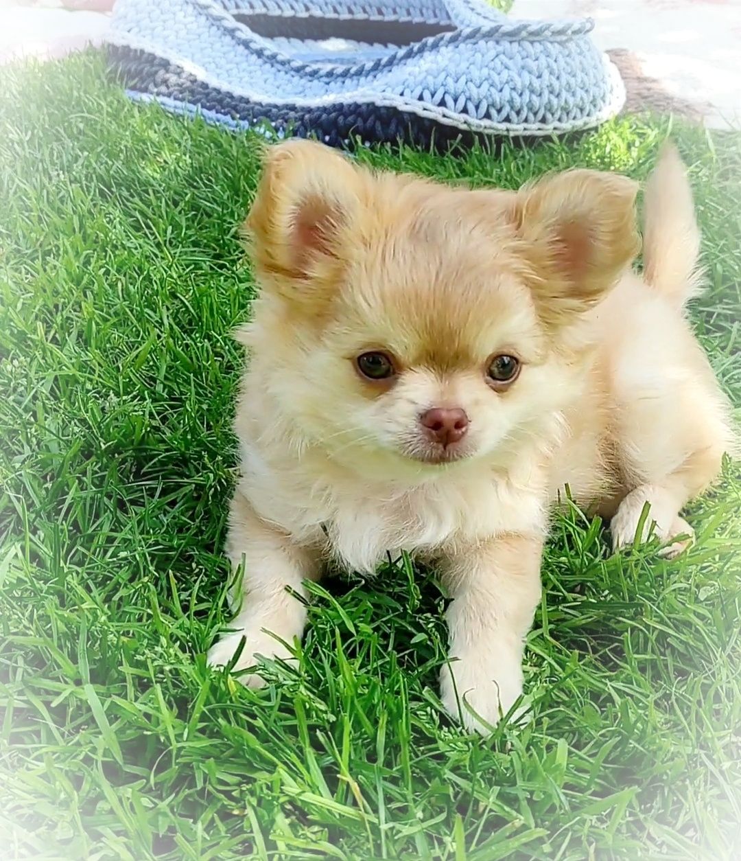 Chihuahua długowłosy śliczny piesek FCI