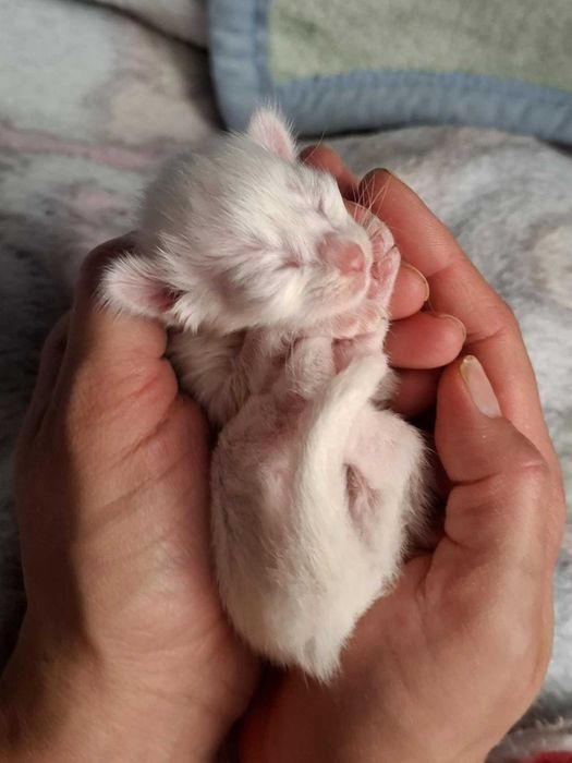 Kociak Balijski FIFe /FPL