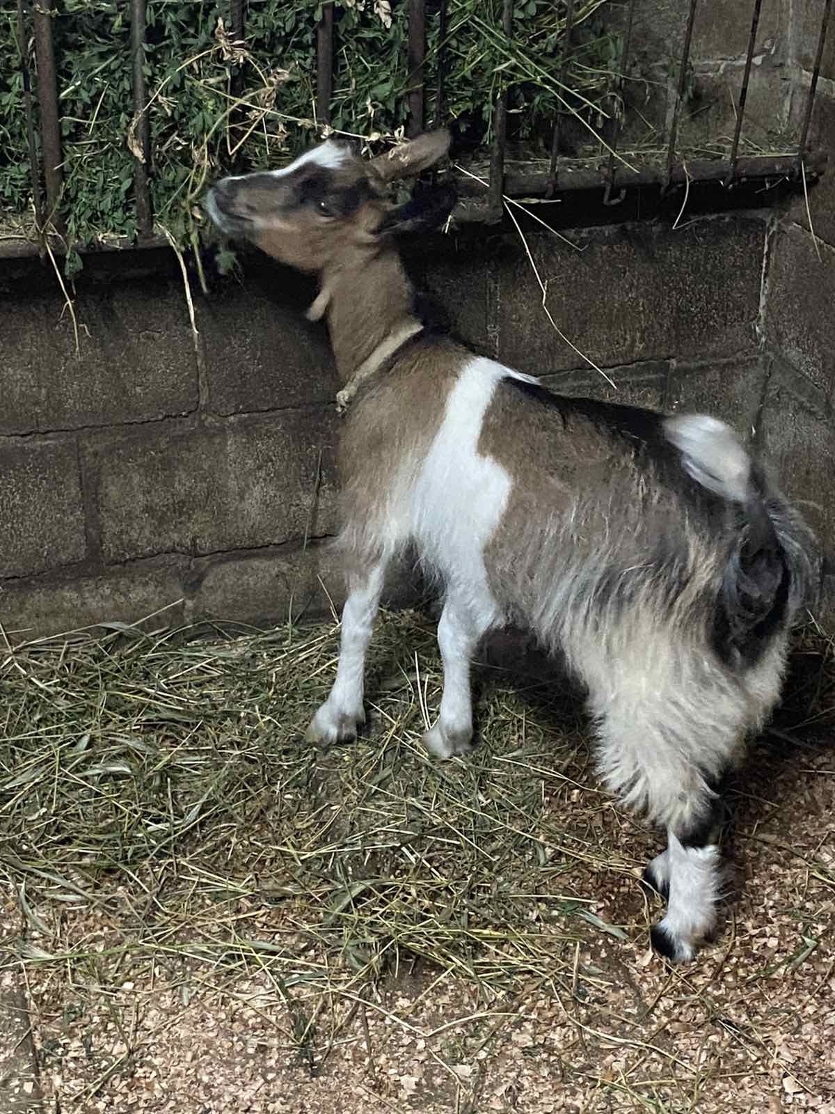 Козененята занайська продам