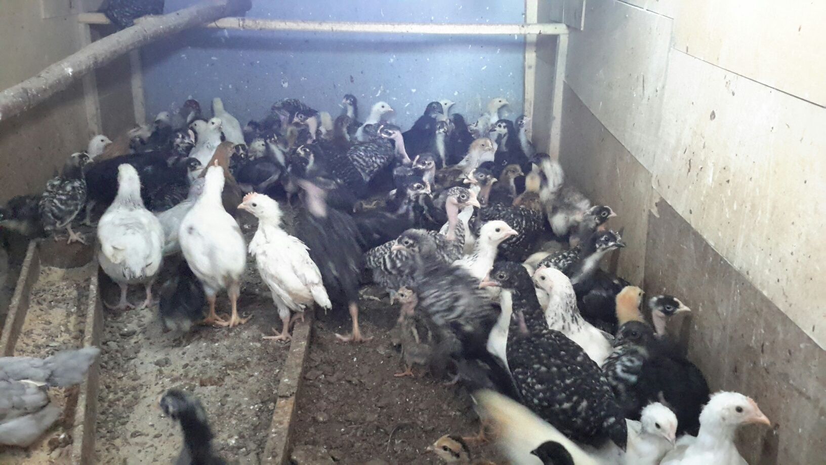 Frangos/ Galinhas *entre outras aves*