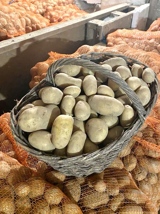 Ziemniaki typu B królowa Anna  / queen anne 1kg 2zł