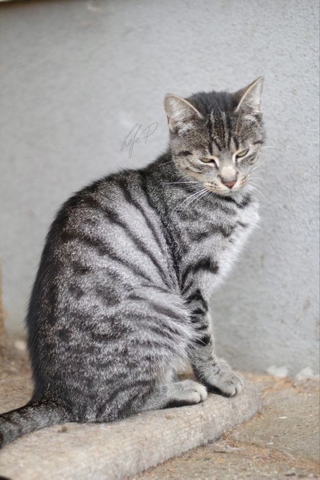 Piękna, spokojna i kochana Channel czeka na dom!