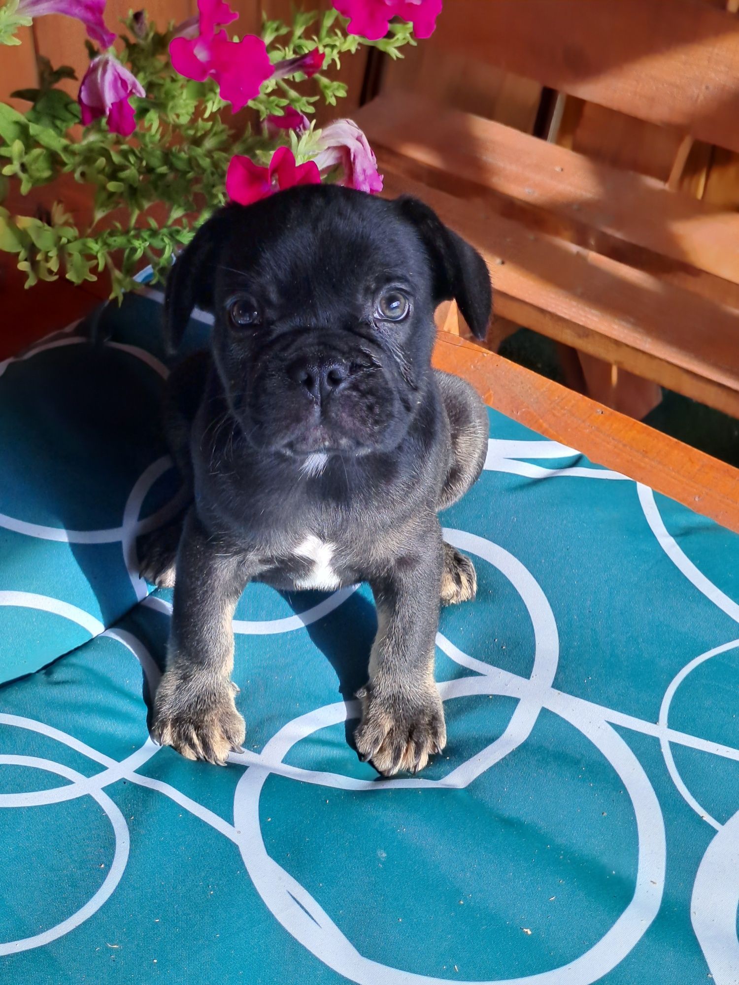 Szczeniak buldog francuski piesek