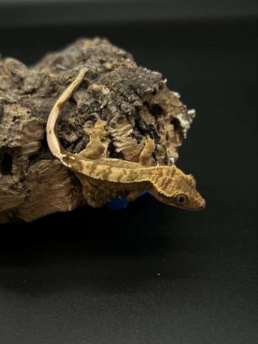 Młody Gekon Orzęsiony pinstripe nsex