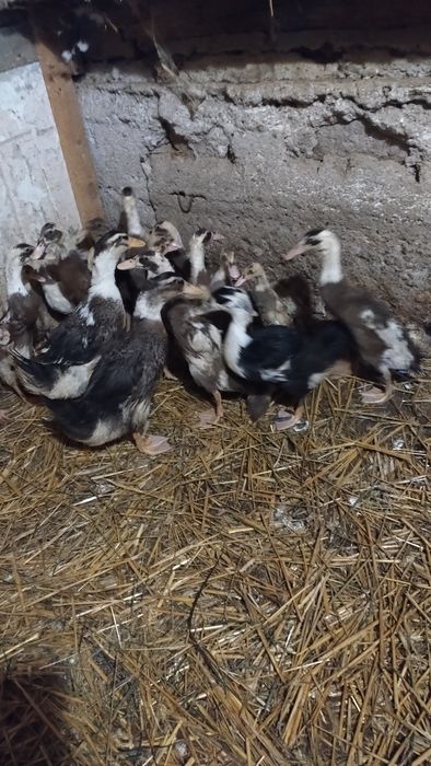 Gąski kaczki biegusy staropolskie pizmowe