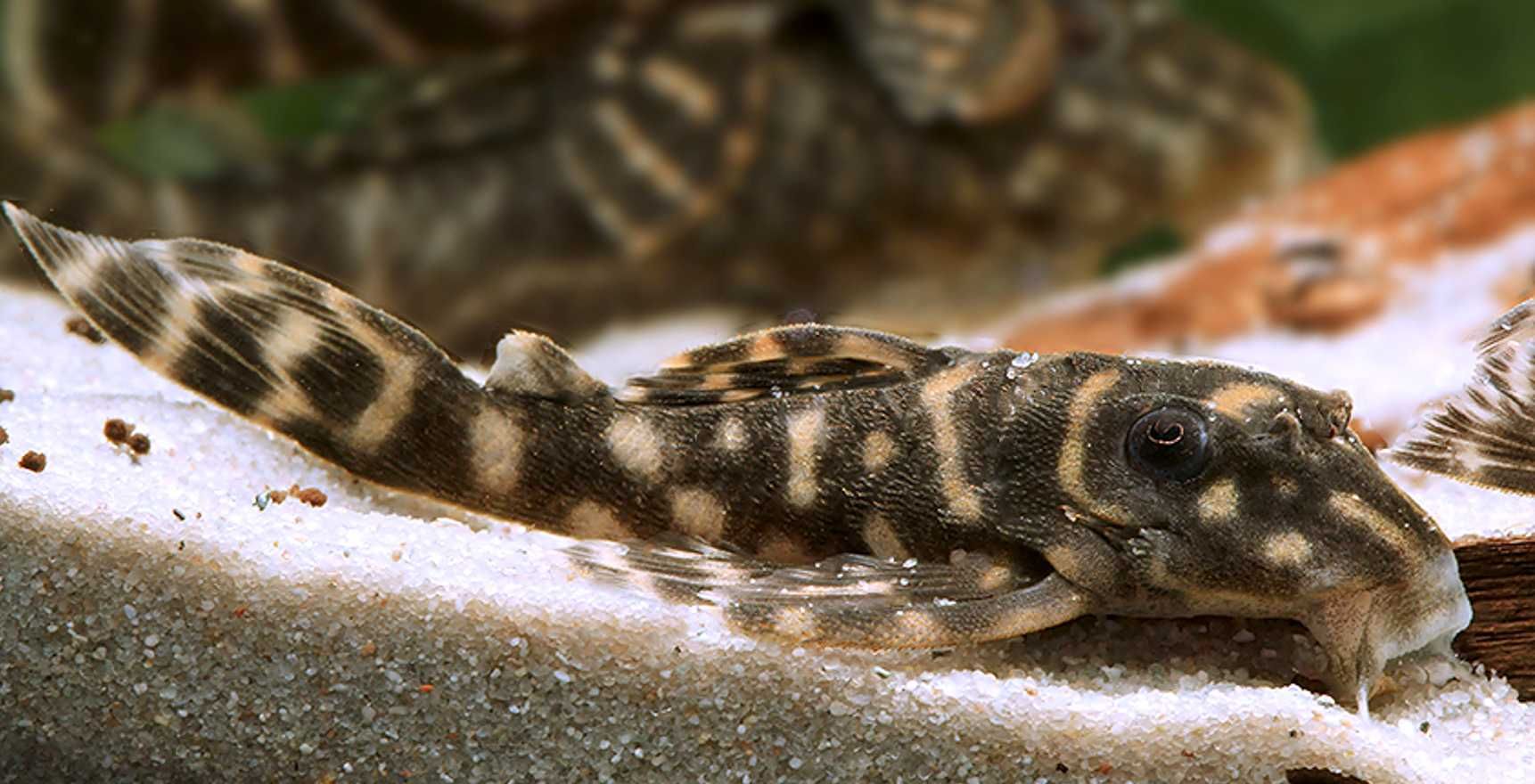 Glonojad L129 - Hypancistrus debilittera - ODŁÓW - WF - dowóz, wysyłka