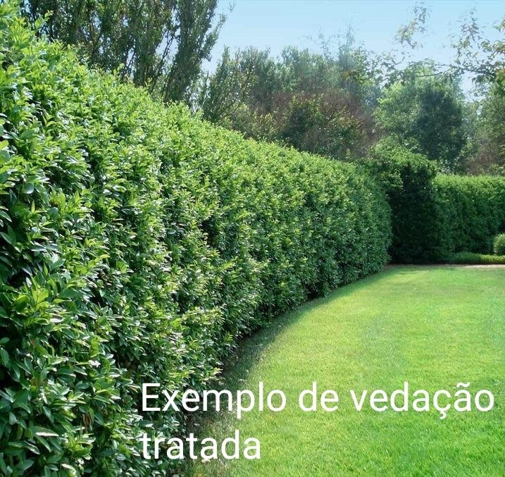 Vedação arbórea ligustrum japonicum