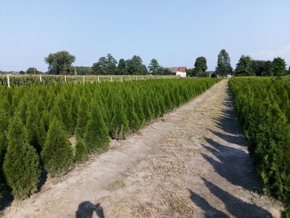 Thuja Smaragd 100,120,140,150,160 cm! Sadzimy! Tuja Szmaragd! Tuje!