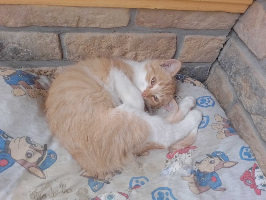 Oddam kotka za darmo