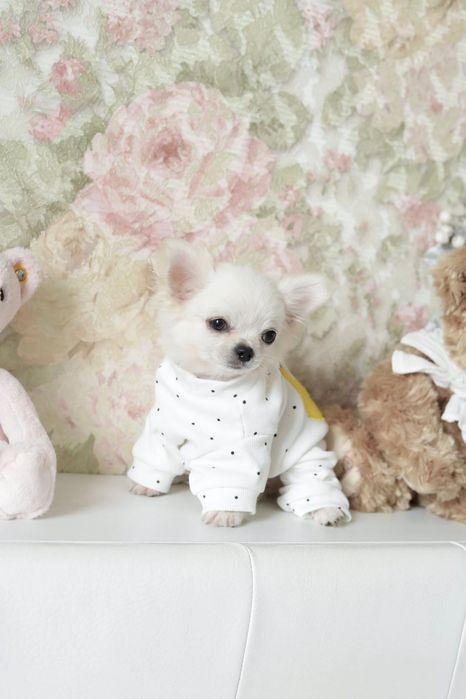 Tea cup chihuahua FCI