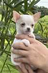 Chihuahua chlopak krótkowłosy FCI