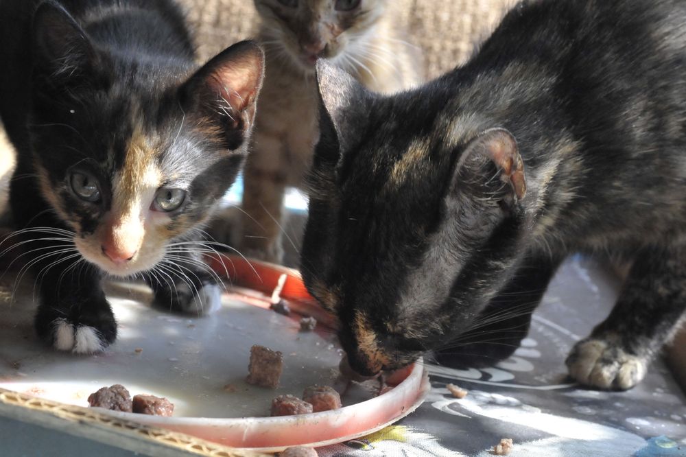 Koty z działek szukają domów do pilnej adopcji