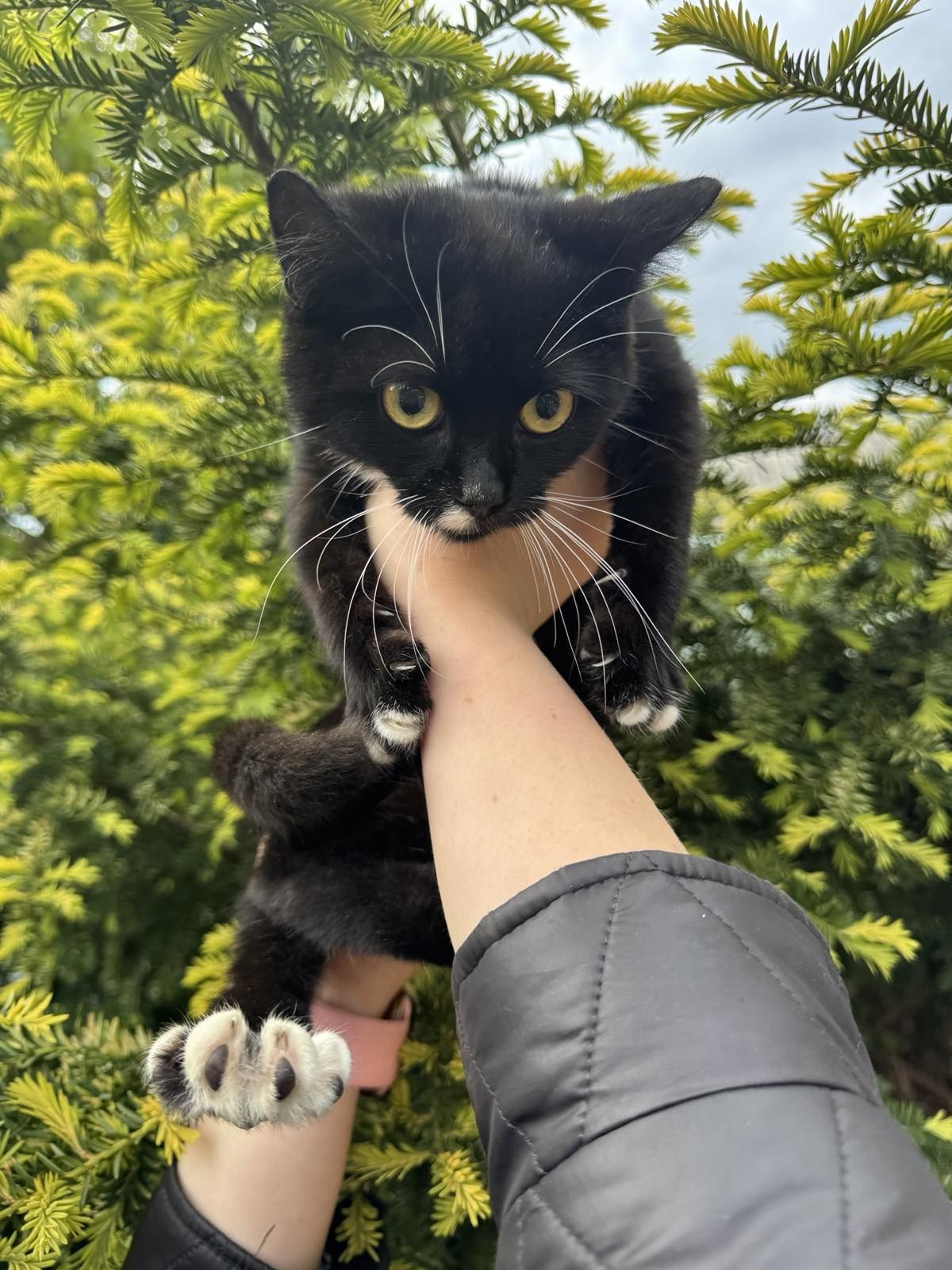 Котики в лагідні руки.