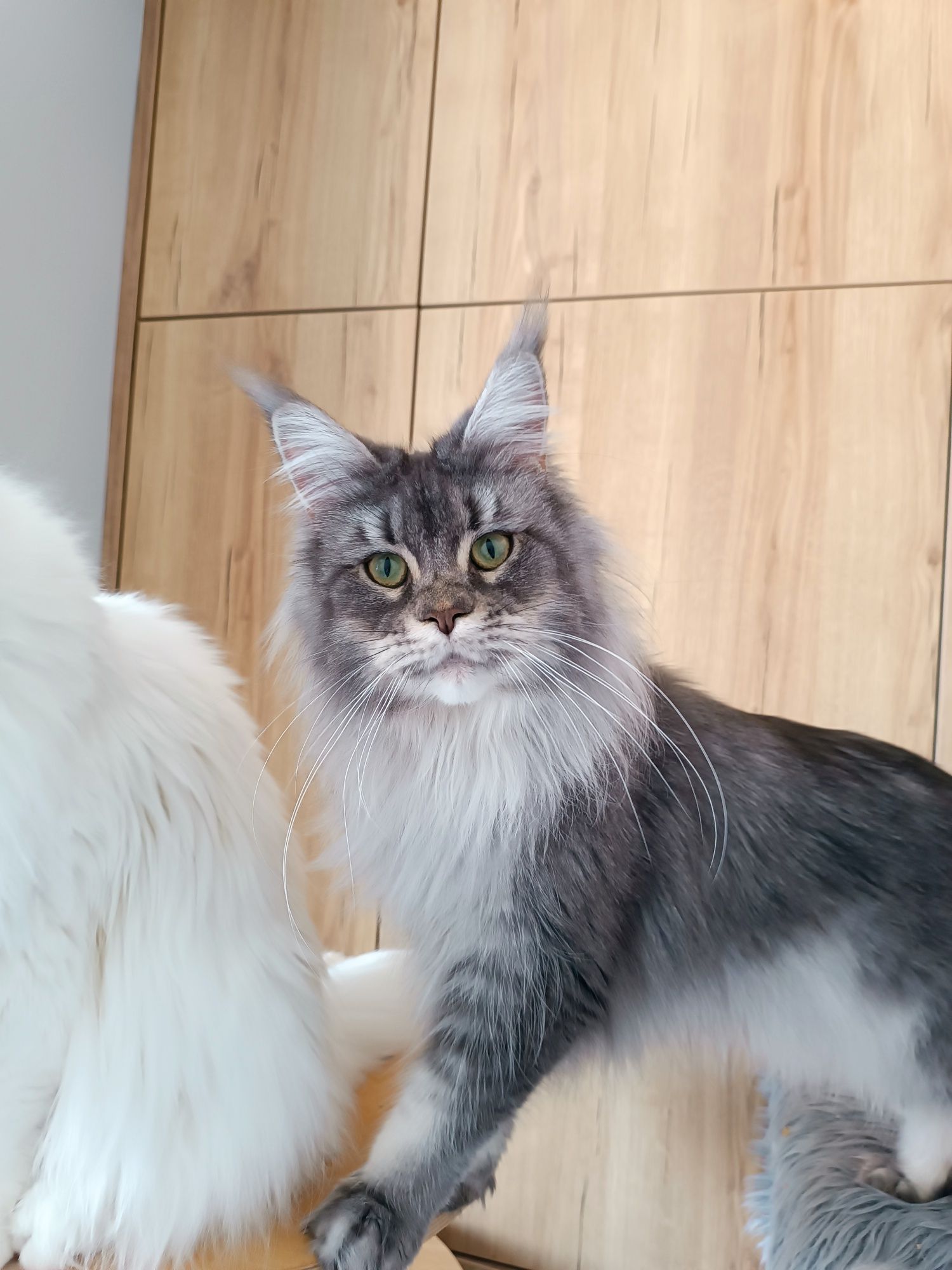 Kotka Maine Coon